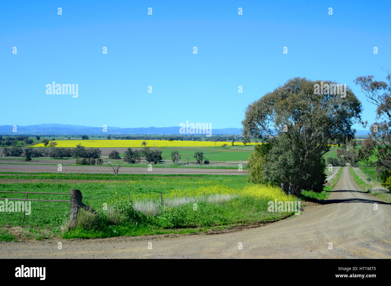 Grafschaft Lane im nördlichen New South Wales mit Raps-Felder in Ferne. Stockfoto
