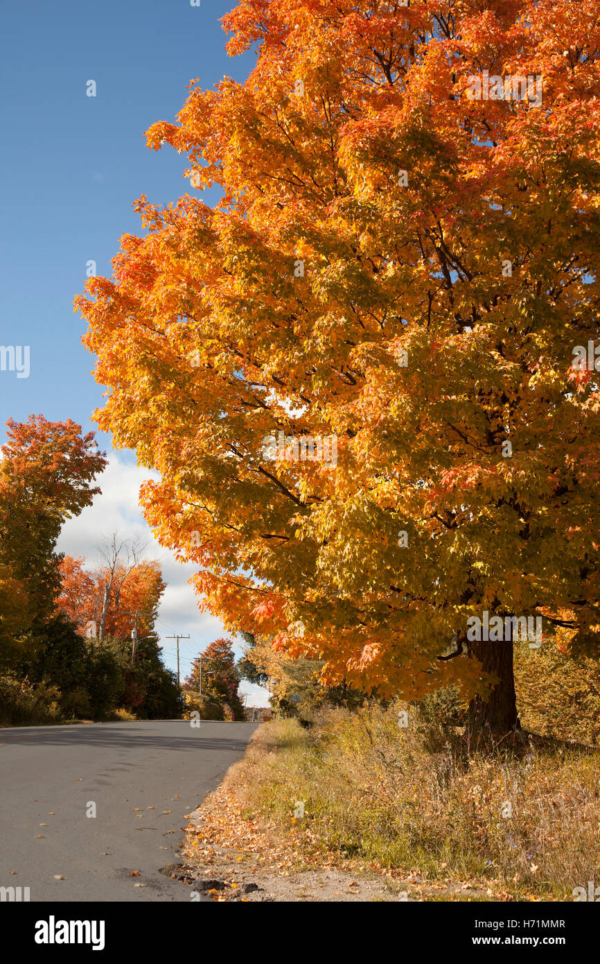 Ahorn Baum Straße Straße Herbst Herbst Saison Natur Farben bunt rot orange gelb hellen schönen Himmelblau sonnigen groß groß Stockfoto