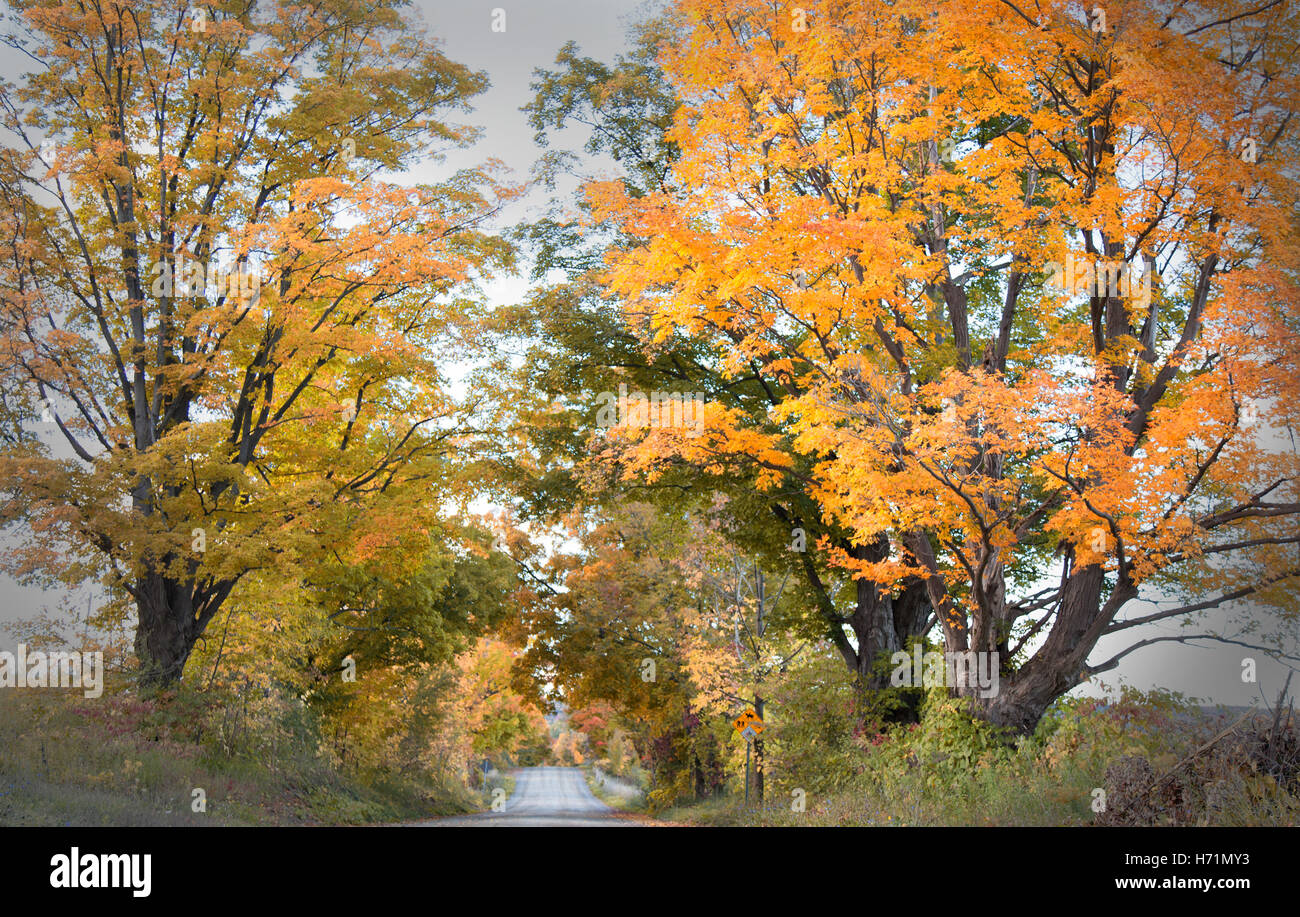 Herbst Herbstsaison Straße Fahrbahn Farben bunte Bäume Blätter Blatt orange rot gelb schönen Kanada Stockfoto