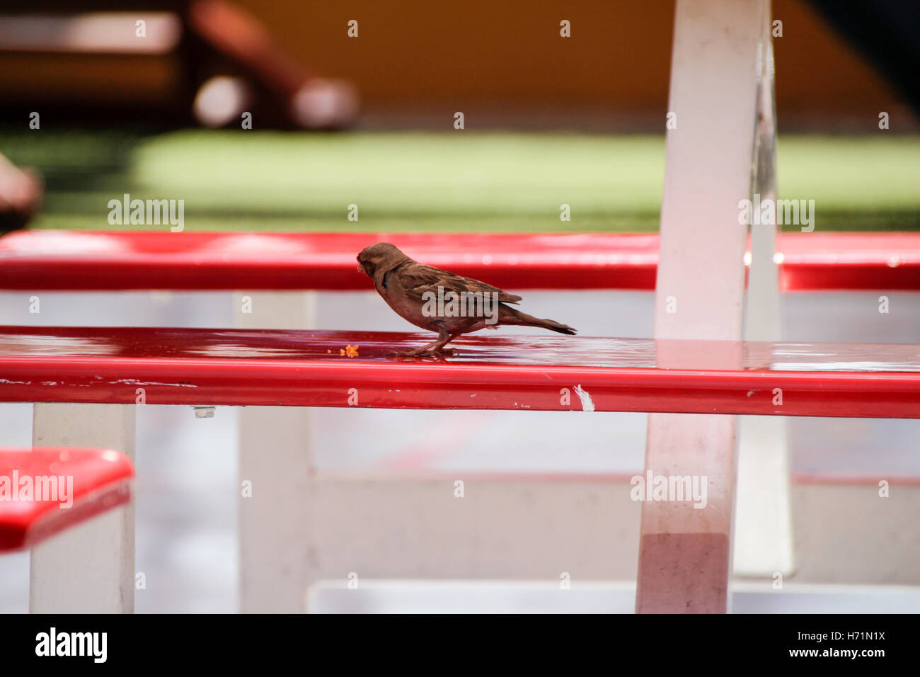 Foto eines Vogels Essen auf rote Bank und der Hintergrund jedoch unscharf Stockfoto