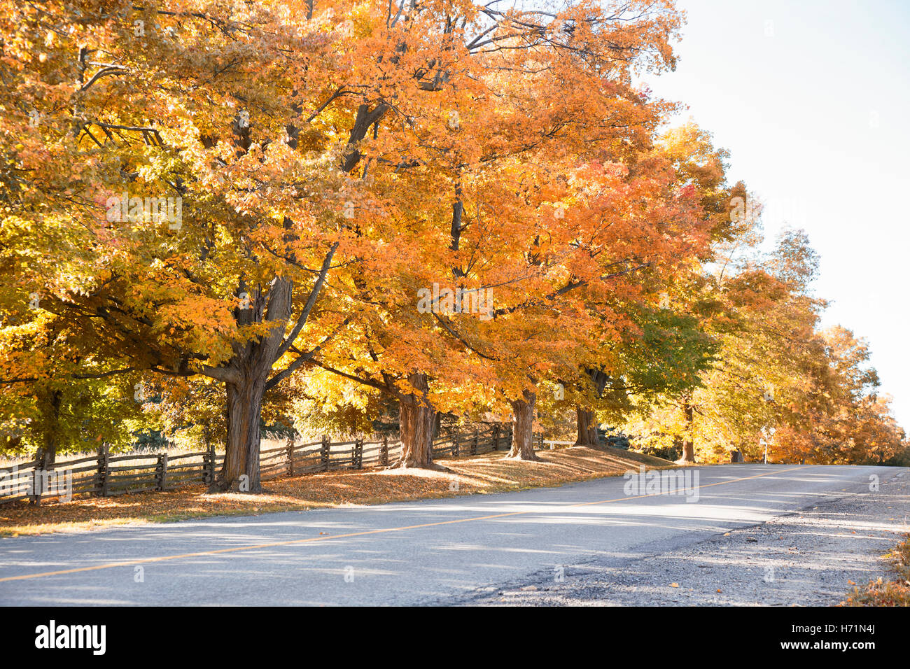 Herbst Herbst Straße Straße Land Landschaft Natur Landschaft Bäume Wald Blätter Farben bunte Zweige Blatt orange rot grün Stockfoto