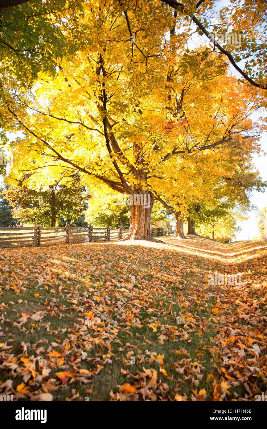 Herbst Herbst Landschaft Natur Landschaft Bäume Wald lässt bunte Zweige Blatt orange rot grün Stockfoto