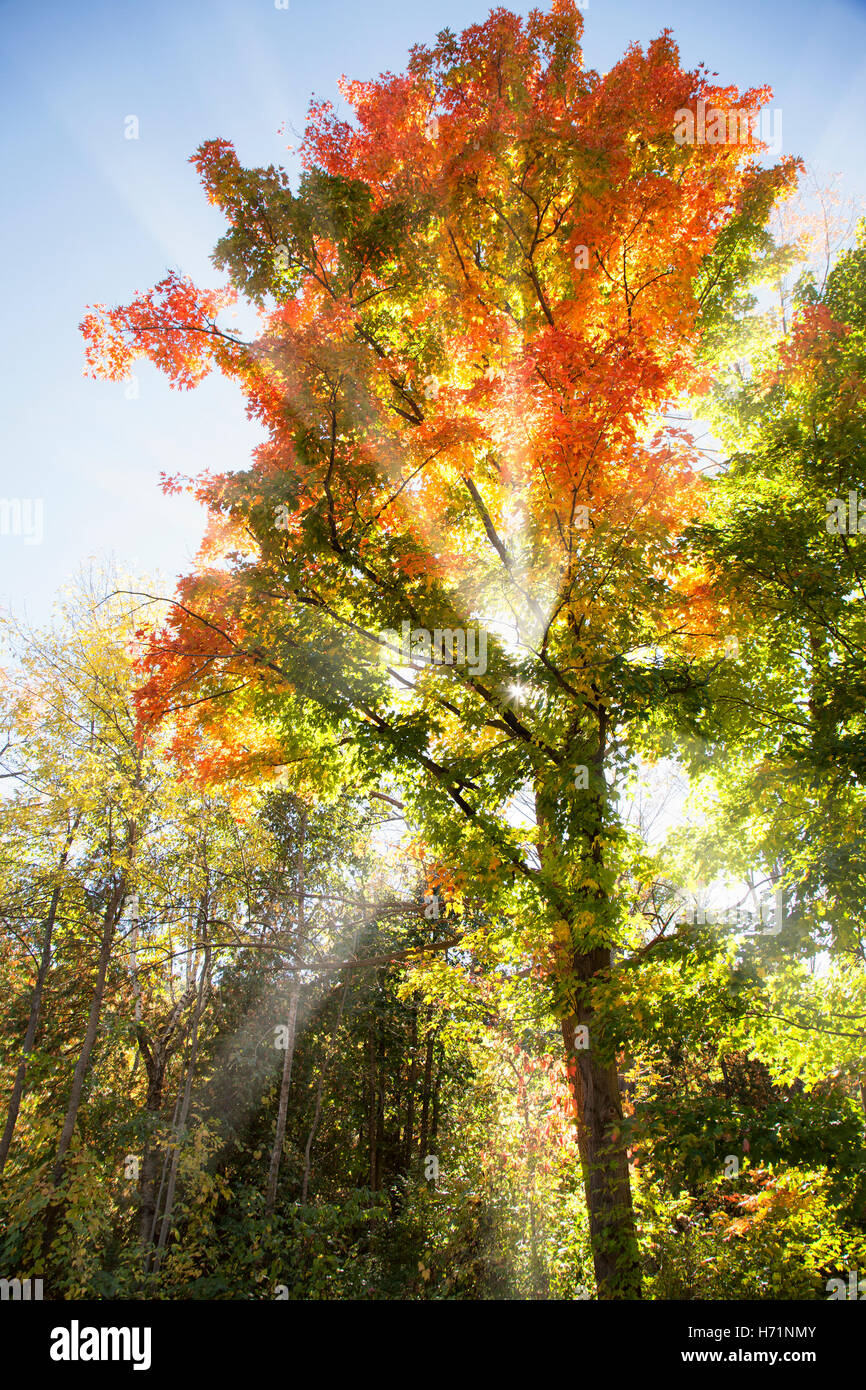 Baum Sonne Sonnenstrahlen Strahlen Sonnenschein Blätter Blatt rot orange gelb Herbst Licht fallen Saison Farben bunten Himmel Stockfoto