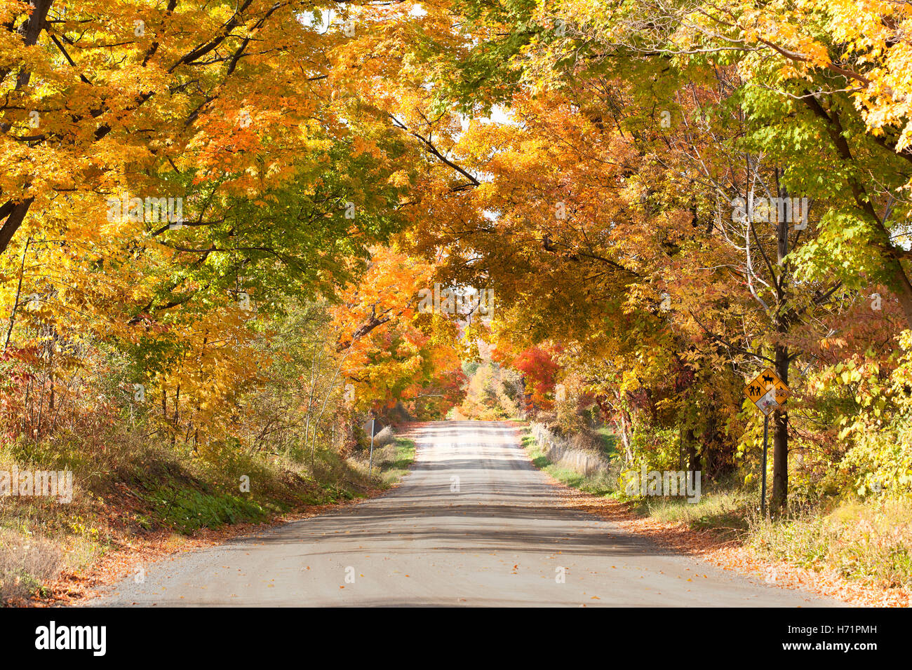 Herbst Straße mit Bäumen in bunten Herbstfarben Stockfoto