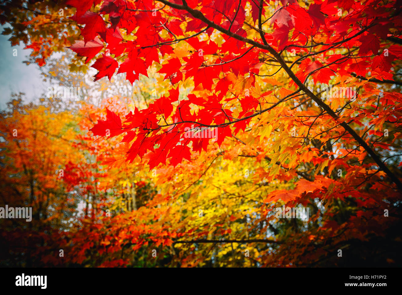 leuchtende Herbstblätter rote und gelbe Ahornblätter Stockfoto