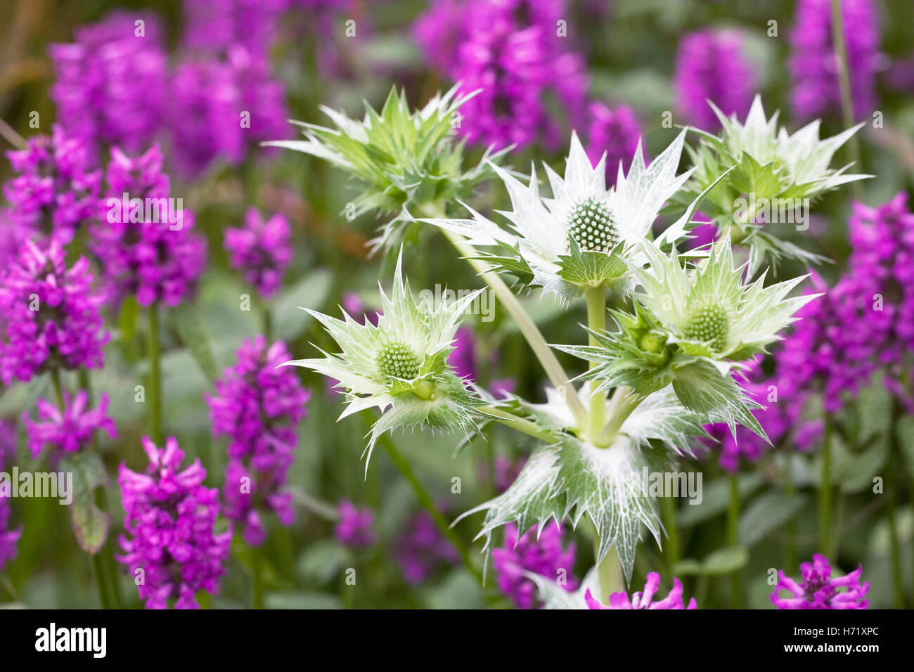 Eryngium Giganteum "Silver Ghost" und Niederwendischen Officinalis