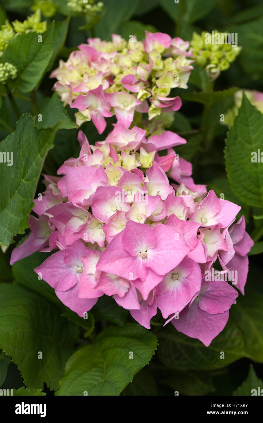 Hydrangea Macrophylla 'Schöne Bautznerin'. Stockfoto