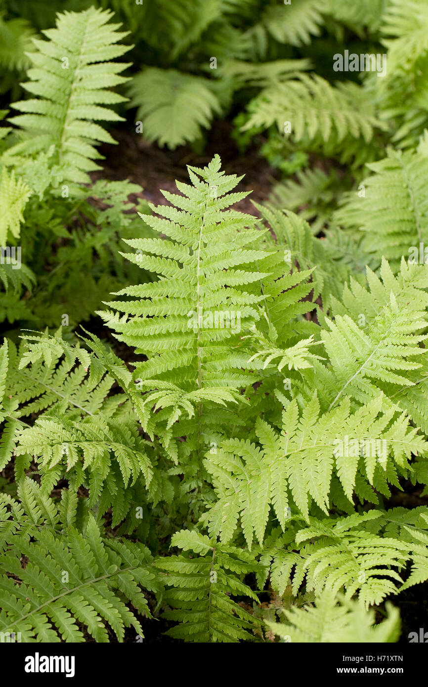 Matteuccia Struthiopteris. Ostrich Fern. Stockfoto