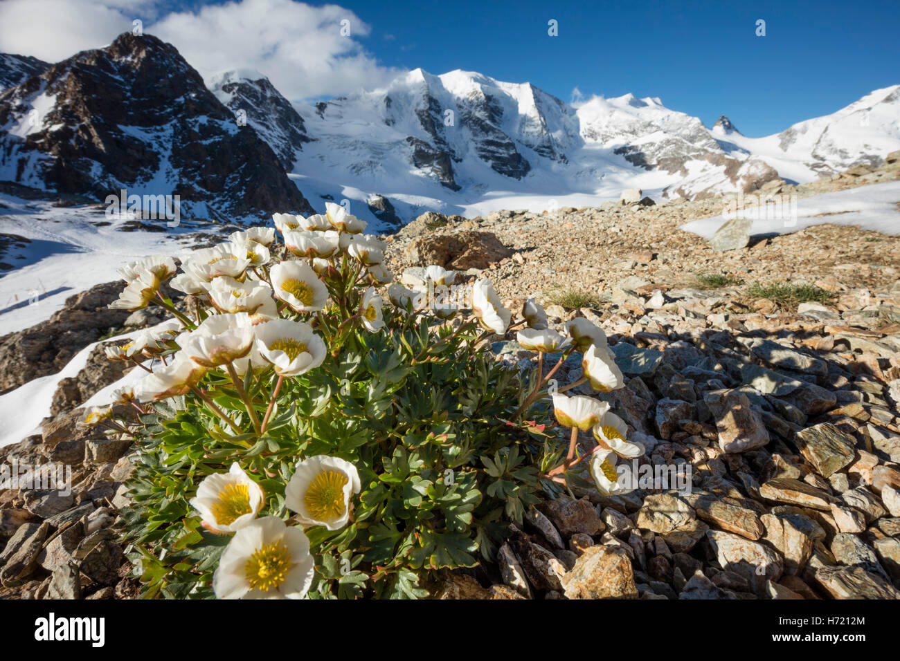 Berg-Aven unter Piz Palu von der Diavolezza. Berniner Alpen, Graubünden, Schweiz. Stockfoto