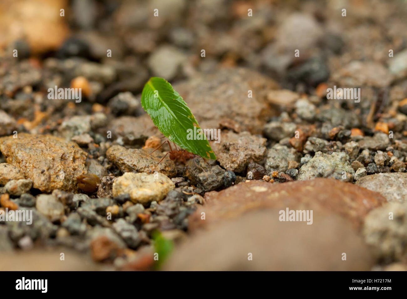 Blatt-Cutter Ameisen bei der Arbeit in Costa Rica Stockfoto