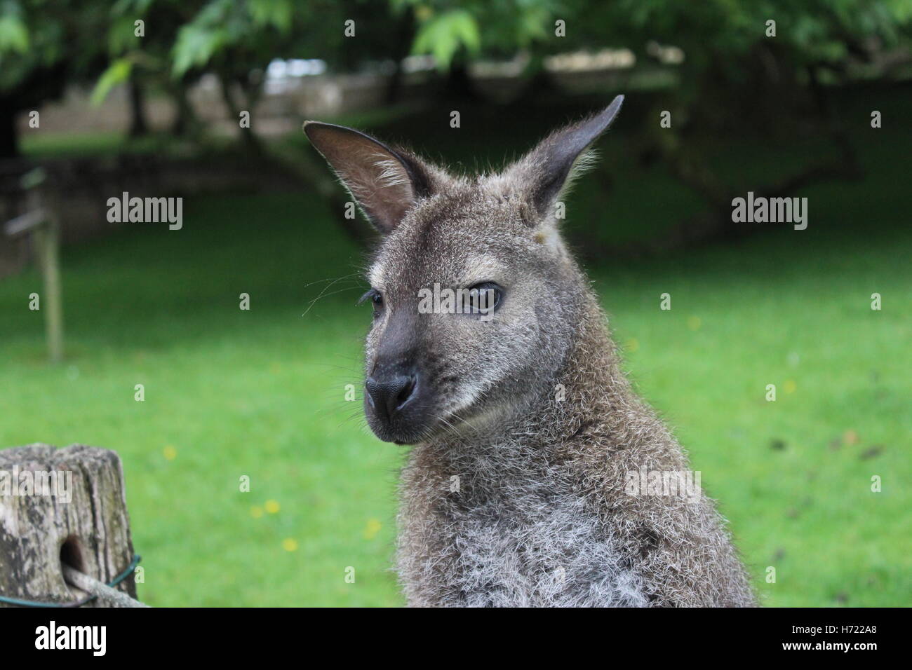 Red Necked Wallaby Stockfoto