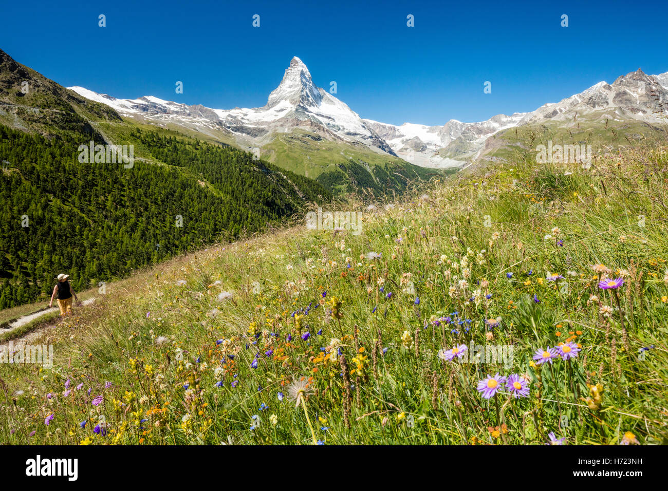 Wildblumenwiese unter dem Matterhorn, Zermatt, Walliser Alpen, Wallis, Schweiz. Stockfoto