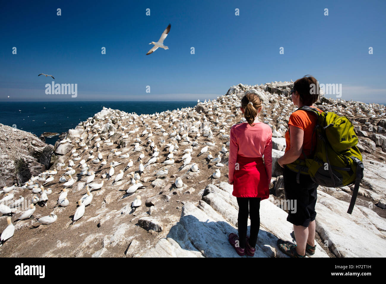 Besucher neben der gannet Kolonie auf große Saltee Insel. Das County Wexford, Irland. Stockfoto
