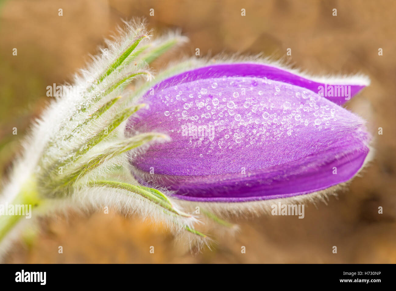 Pflanzen Blumen Stockfoto