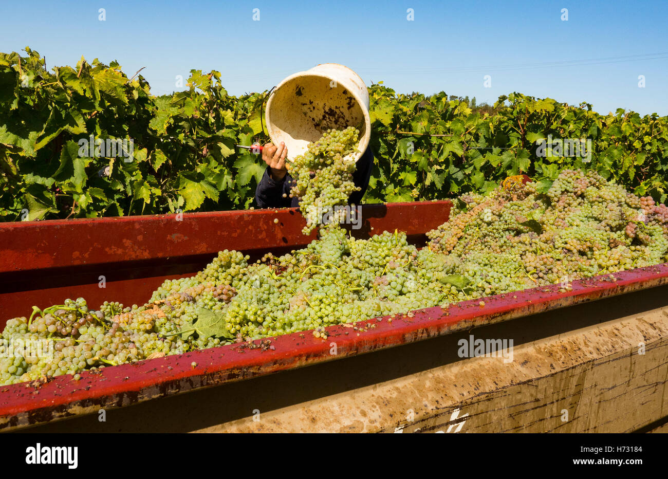 Harvester Leergut hisbucket in einem trailer Stockfoto