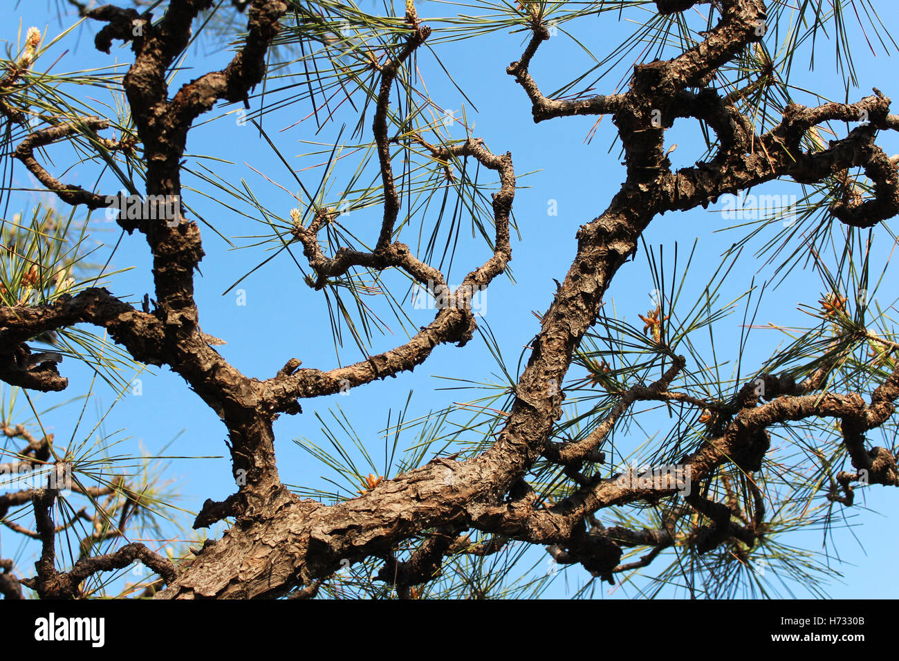 Künstlerische Pinus Thunbergii, japanische Schwarzkiefer Baum mit dem blauen Himmel in Osaka, Japan Stockfoto