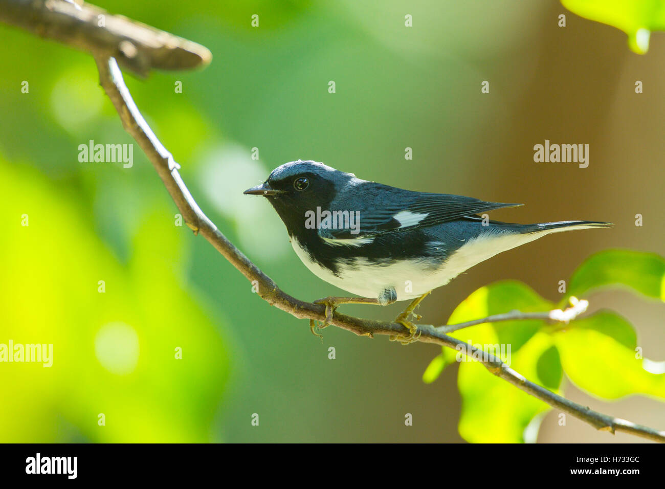 Black-throated blaue Grasmücke (Setophaga Caerulescens) erwachsenen männlichen, thront auf Baum in Wald, Jamaika, Karibik Stockfoto