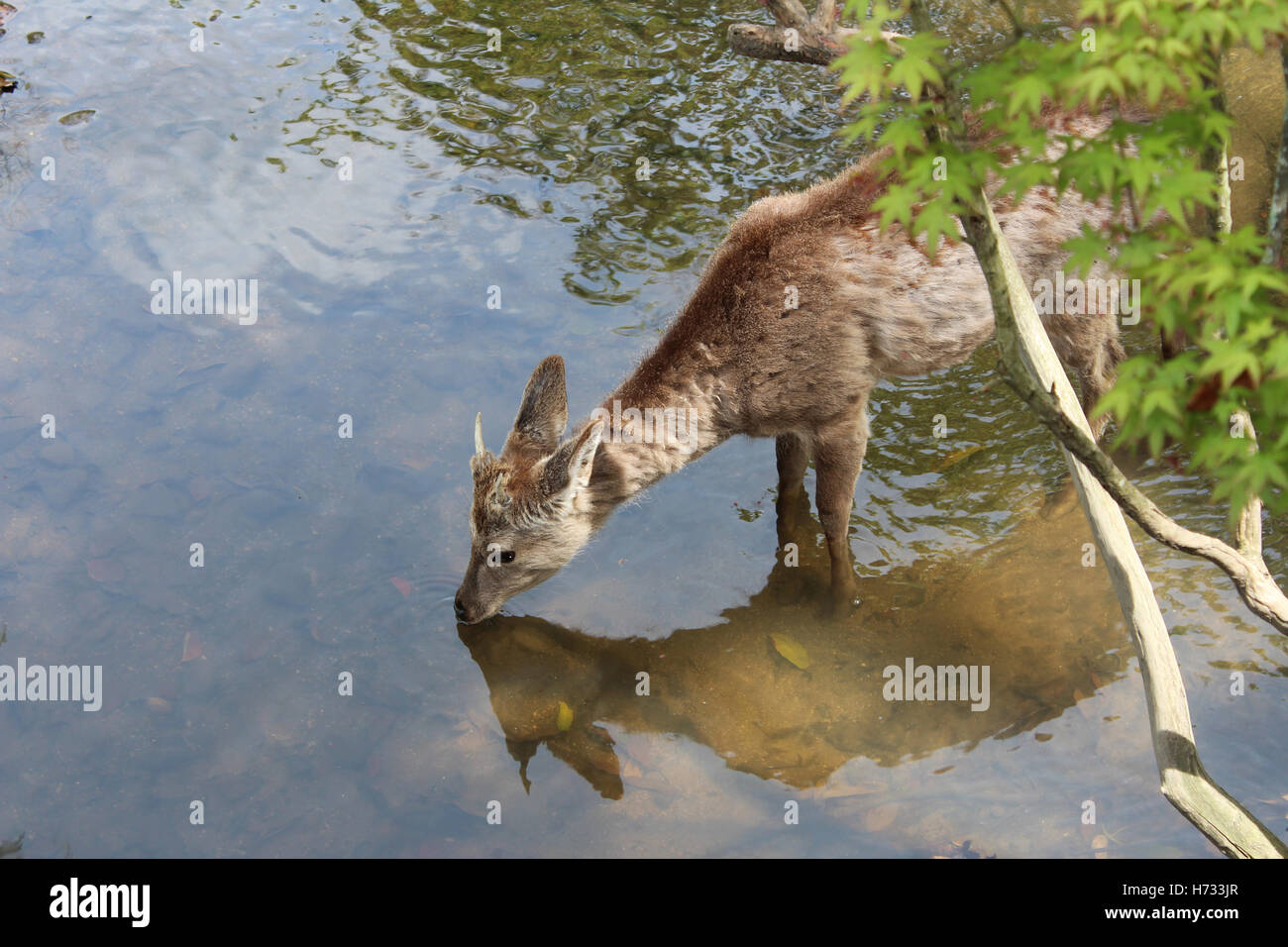 Hirsch-Trinkwasser in Nara-Park in Nara, Japan Stockfoto