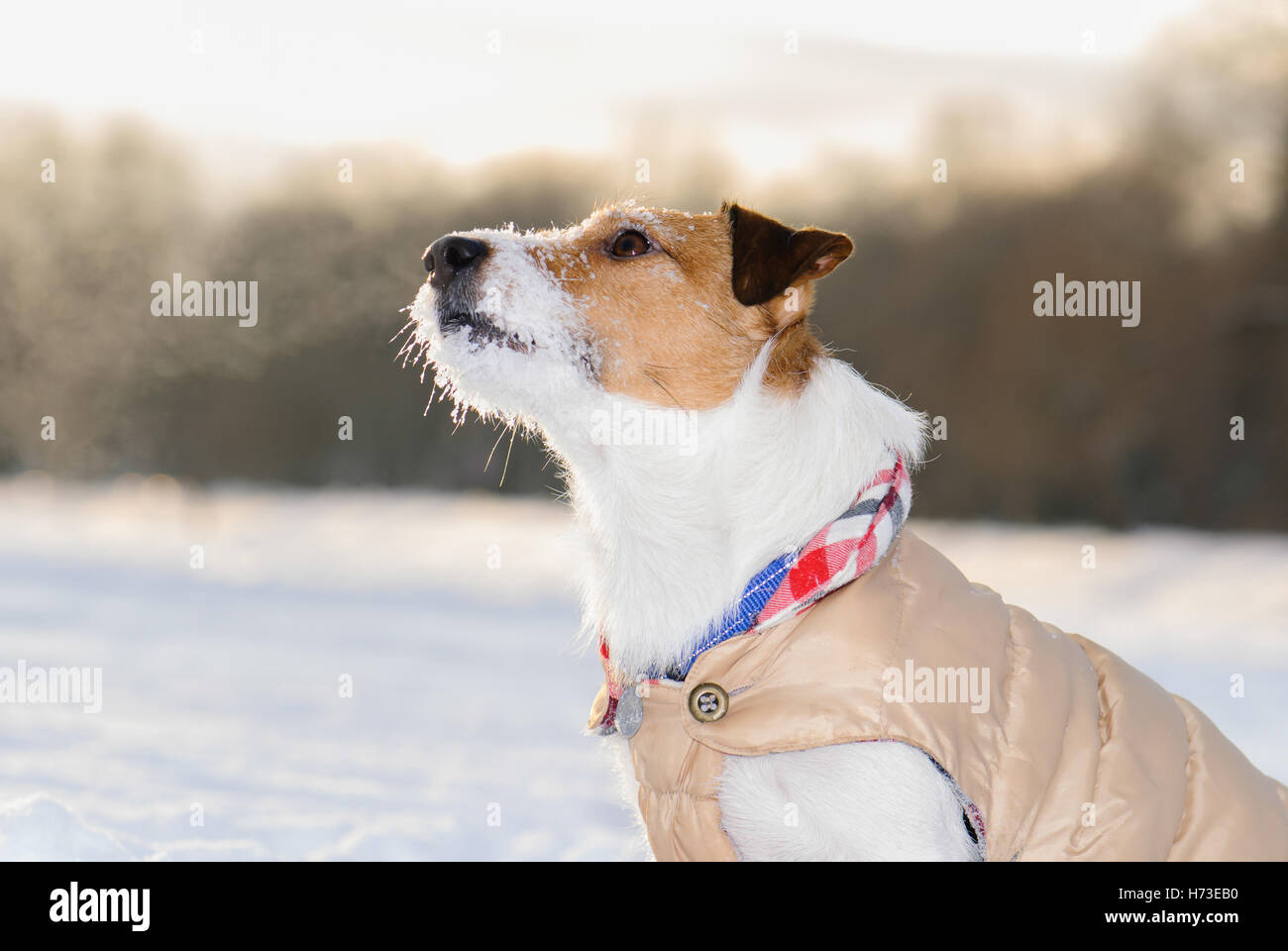 Gehorsamer Hund an kalten Tag tragen warme Jacke Kleidung Stockfoto