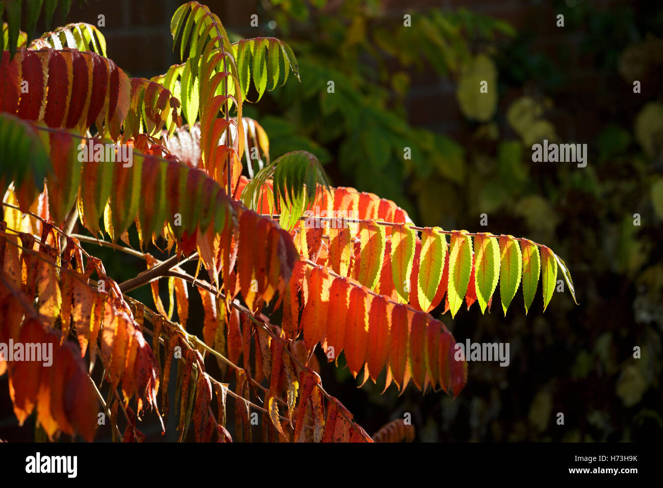 Ein Sumach Strauch in Worcestershire, UK Stockfoto Ein Sumach Strauch in Worcestershire, UK Stockfoto