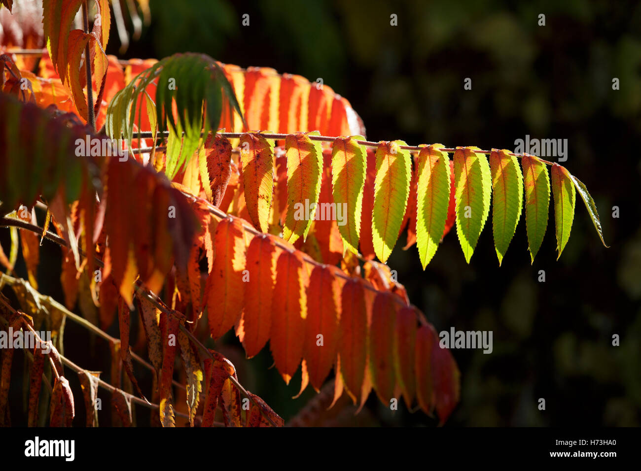 Ein Sumach Strauch in Worcestershire, UK Stockfoto Ein Sumach Strauch in Worcestershire, UK Stockfoto