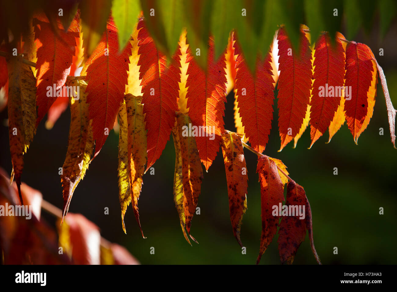 Ein Sumach Strauch in Worcestershire, UK Stockfoto Ein Sumach Strauch in Worcestershire, UK Stockfoto