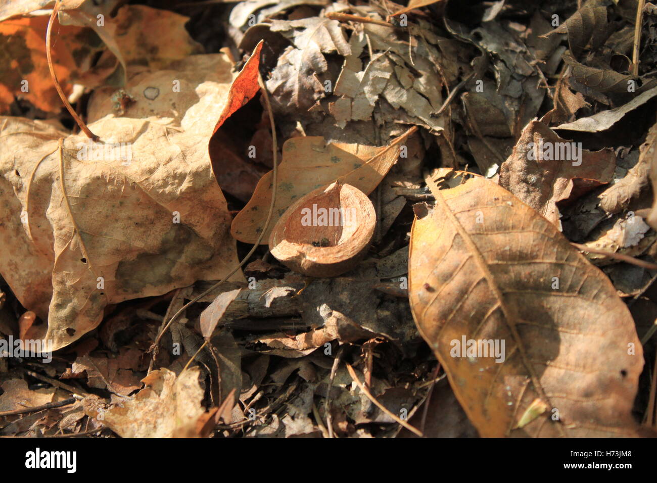 Hickory Mutter die Hälfte (Carya Glabra) Stockfoto