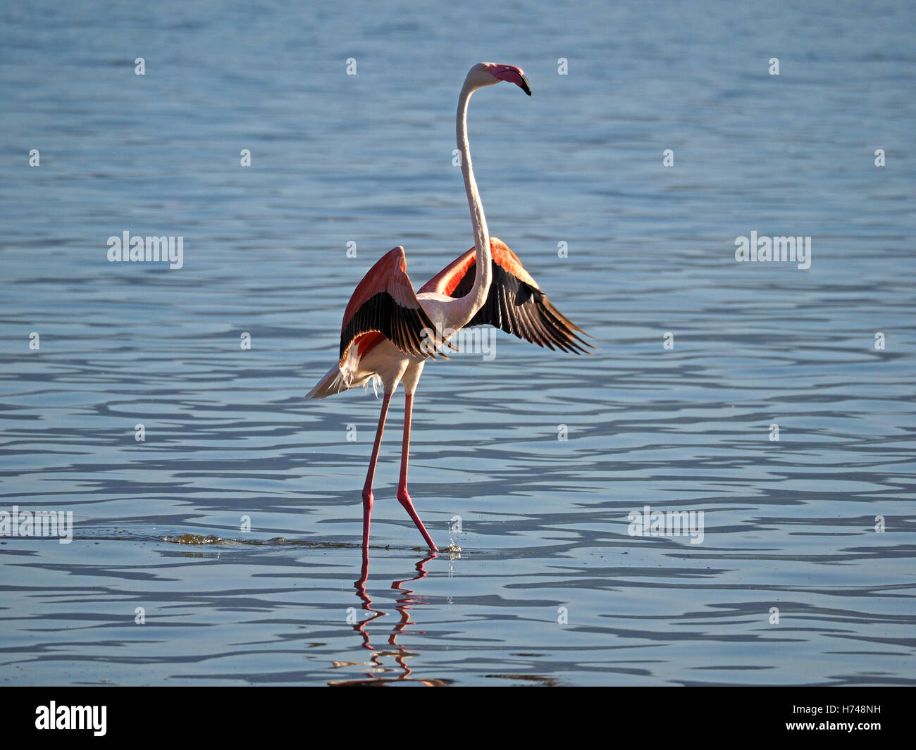 Porträt der Rosaflamingo (Phoenicopterus Roseus) mit Verbreitung Flügel zeigt herrliche rosa rot & schwarzen Gefieder Lake Bogoria Stockfoto