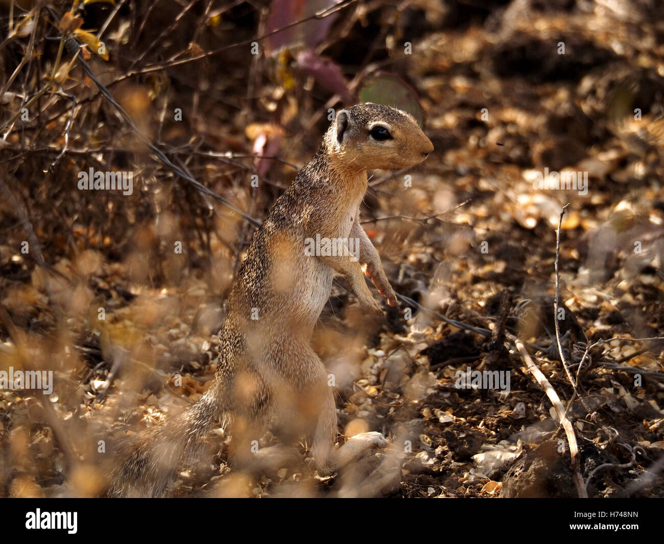 Afrikanische Ungestreifte Borstenhörnchen (Xerus Rutilus) steht auf den Hinterbeinen im dichten Gestrüpp am Lake Baringo Kenia Afrika Stockfoto