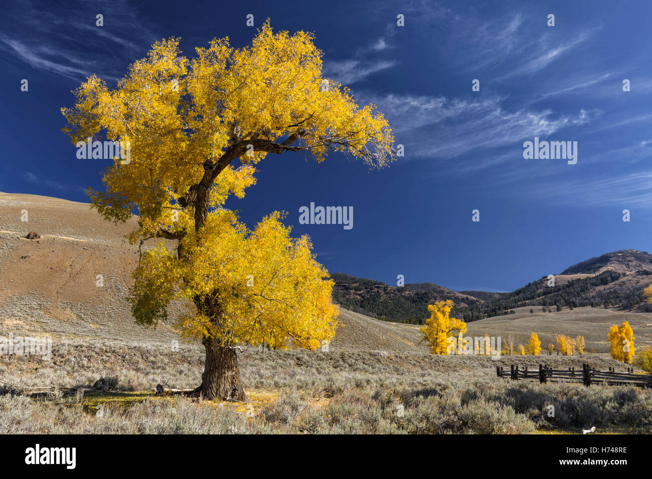 Lamar Valley - Nord Yellowstone Stockfoto
