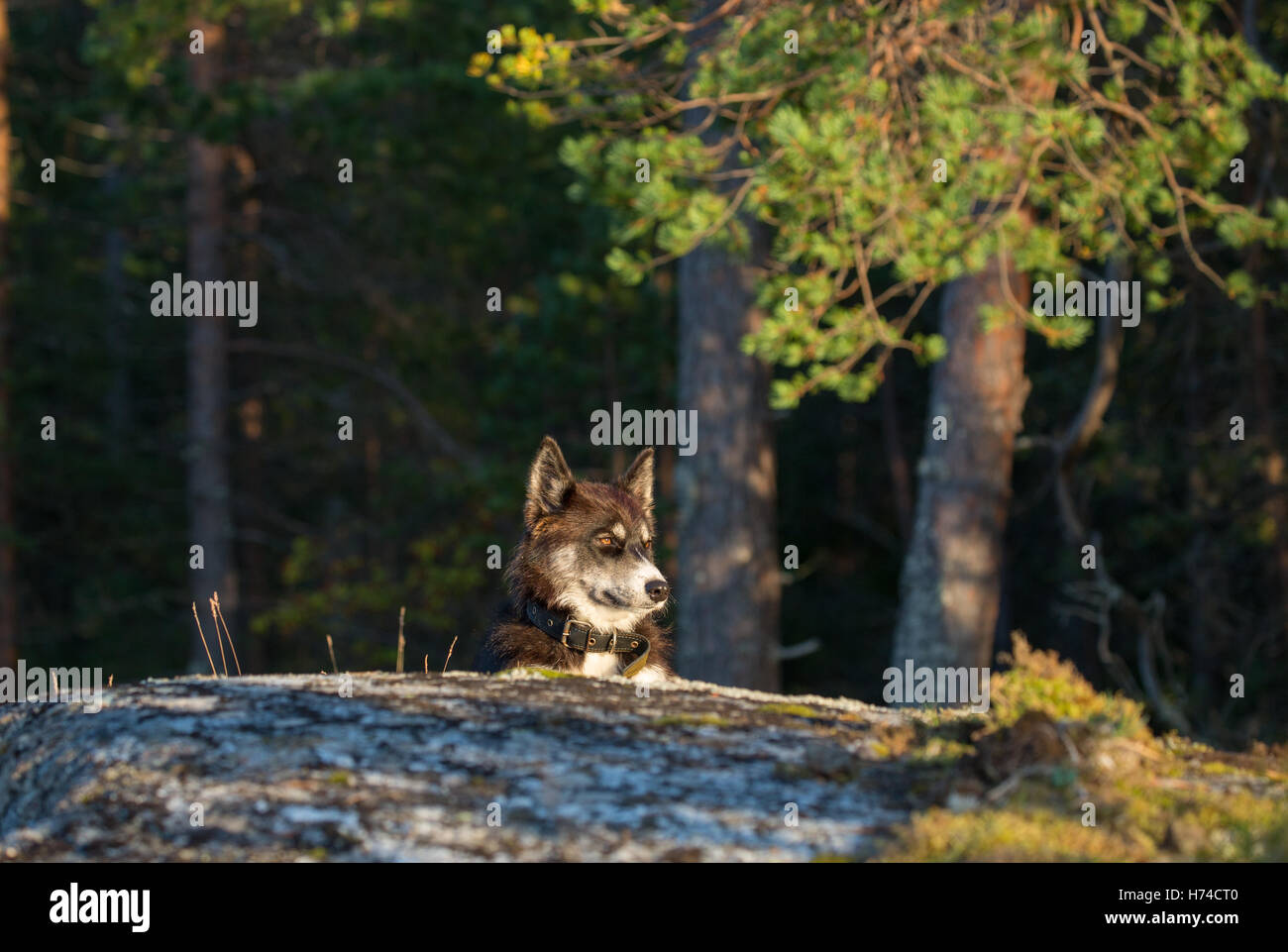 Schöner Hund ist die Verlegung auf dem Stein im Licht der untergehenden Sonne Stockfoto