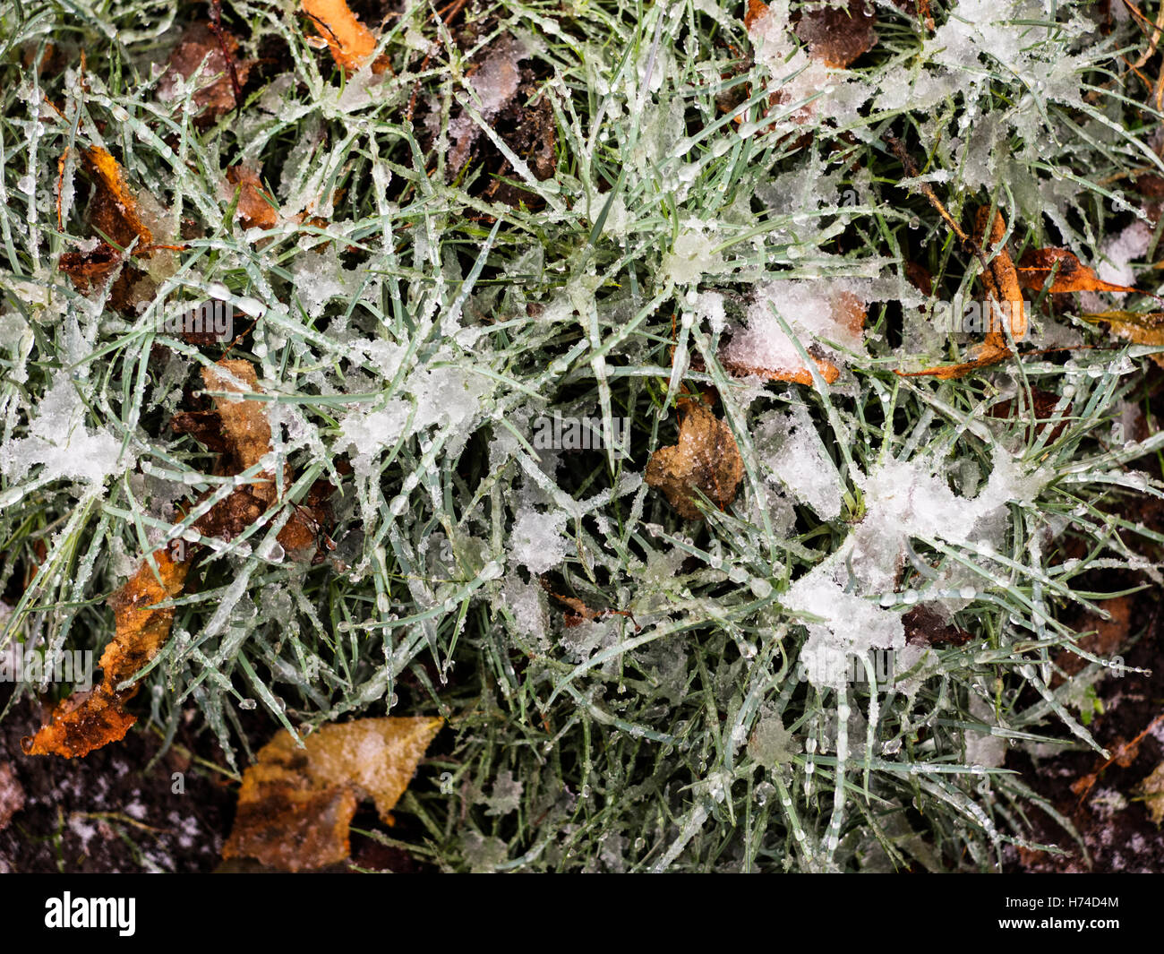 Hintergrund von einem schönen grünen Rasen und weißer Schnee Stockfoto