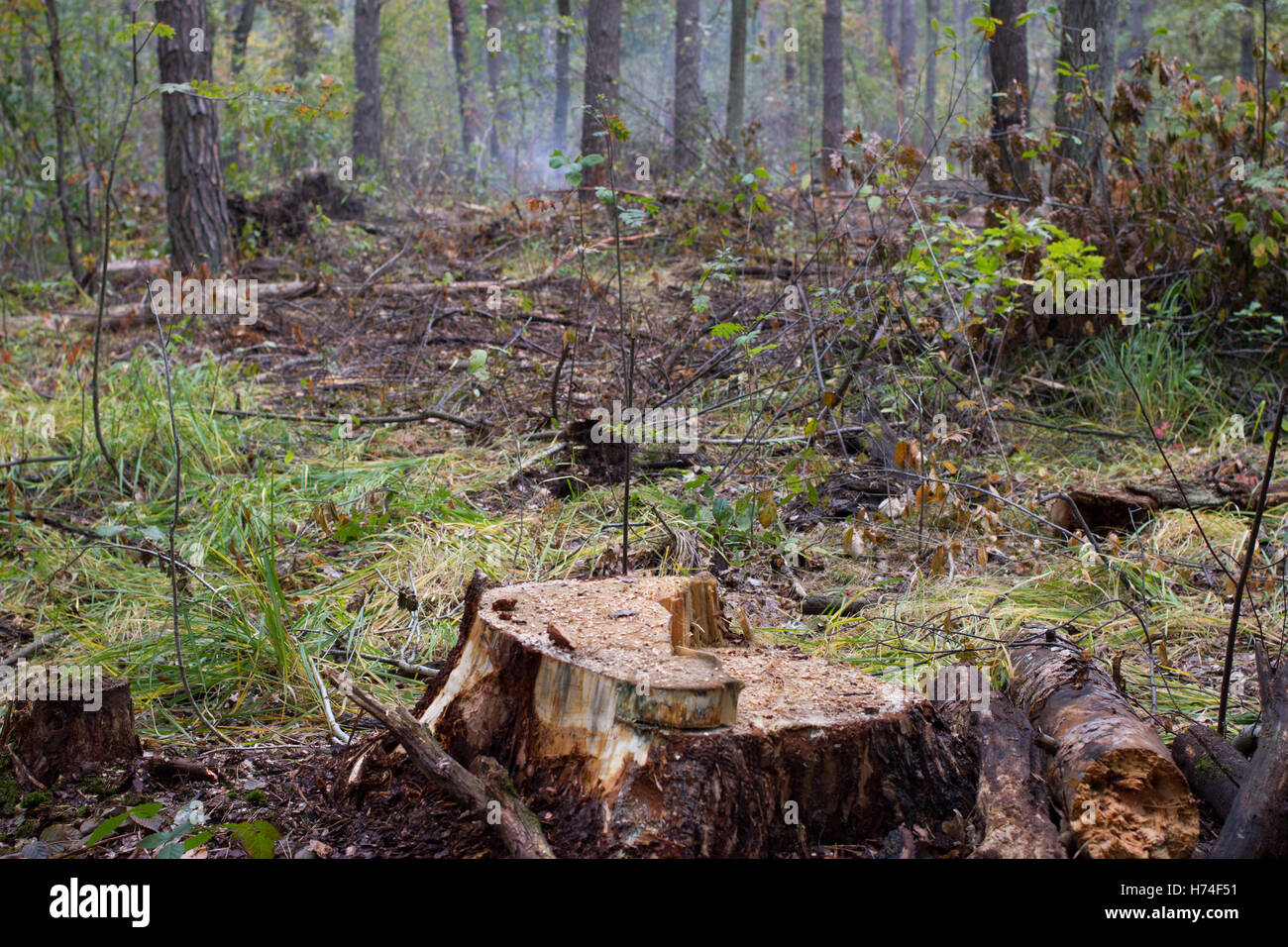 Kiefer stumpf, Ergebnis der Baum zu Fällen. Insgesamt Entwaldung, Wald geschnitten Stockfoto