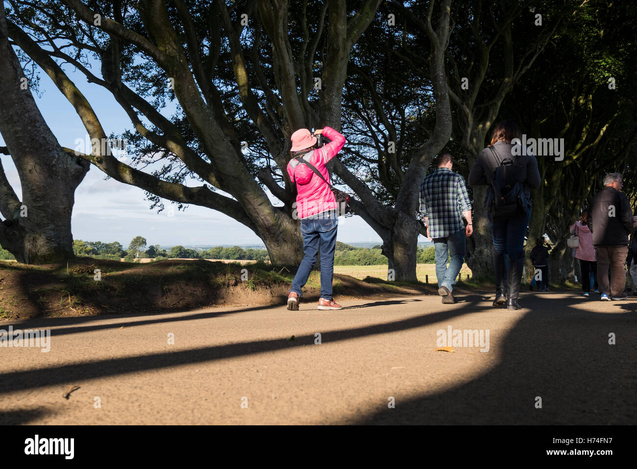 Die dunklen Hecken, Bregagh Rd, Ballymoney, Avenue des Buche verwendet im Spiel der Throne Serie, Antrim Irland Stockfoto