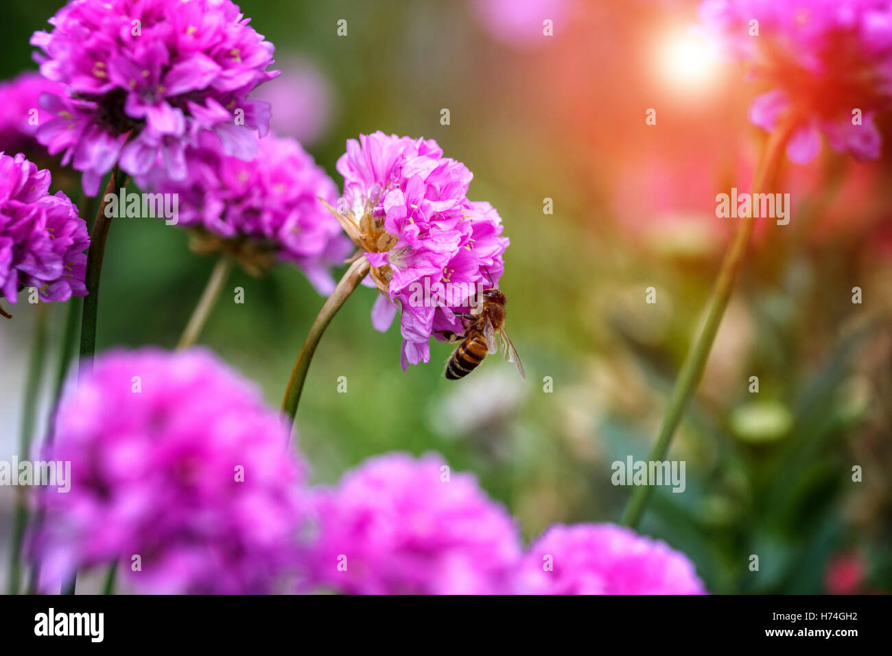 Biene auf einer Blume Bogen Stockfoto