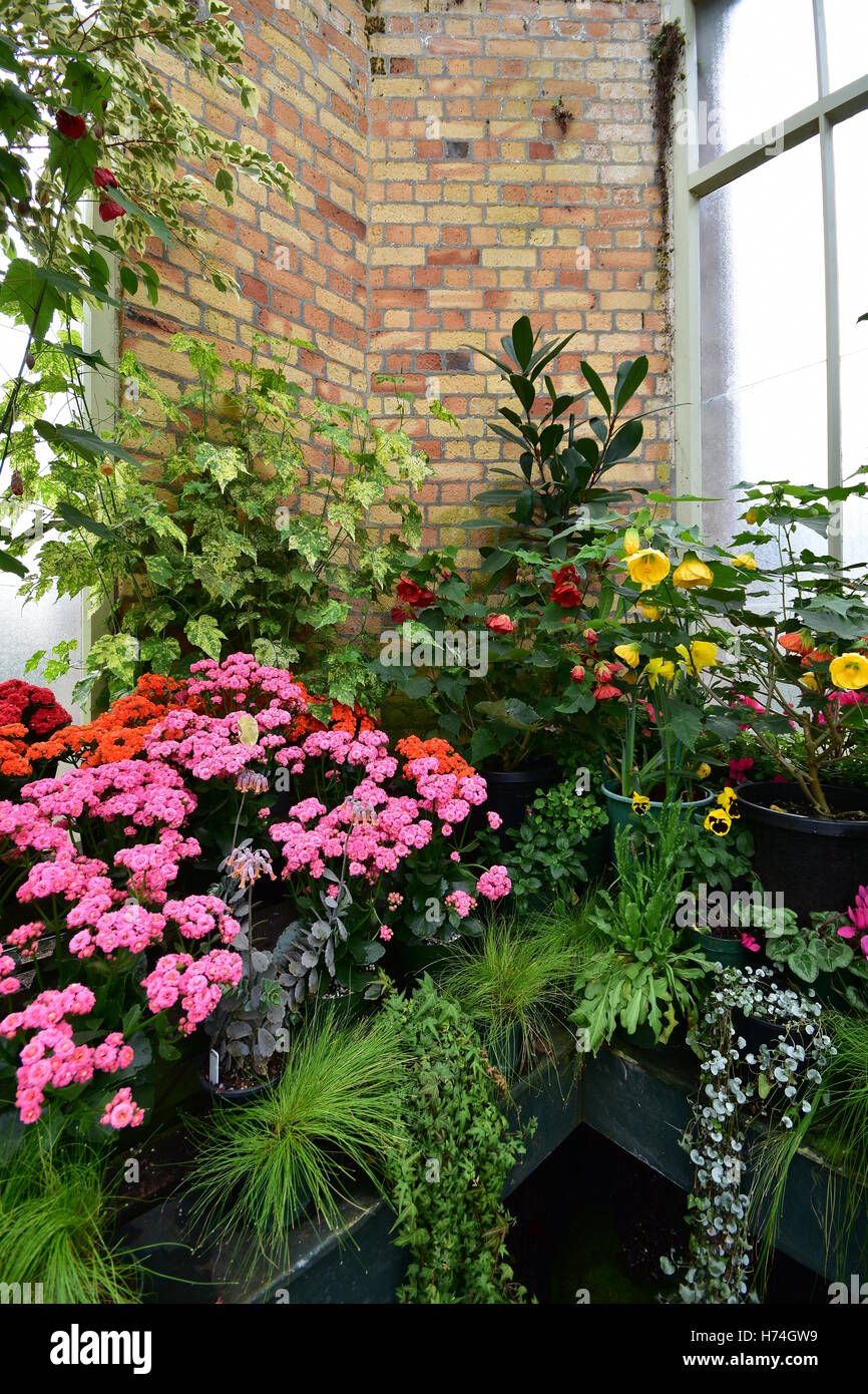 Blumen in der Ecke eine alte Vintage Gewächshaus. Stockfoto