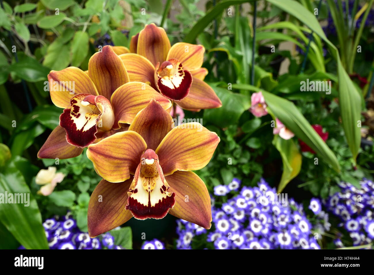 Exotische braune Orchidee blüht. Stockfoto