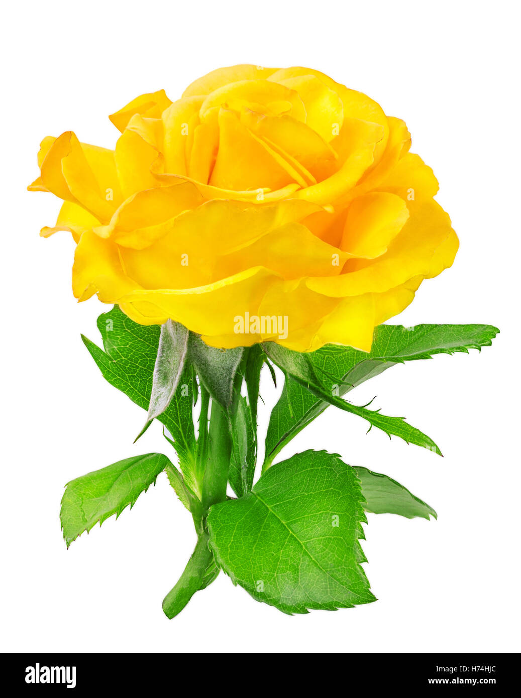 Gelbe rose Single isoliert auf weiss Stockfoto