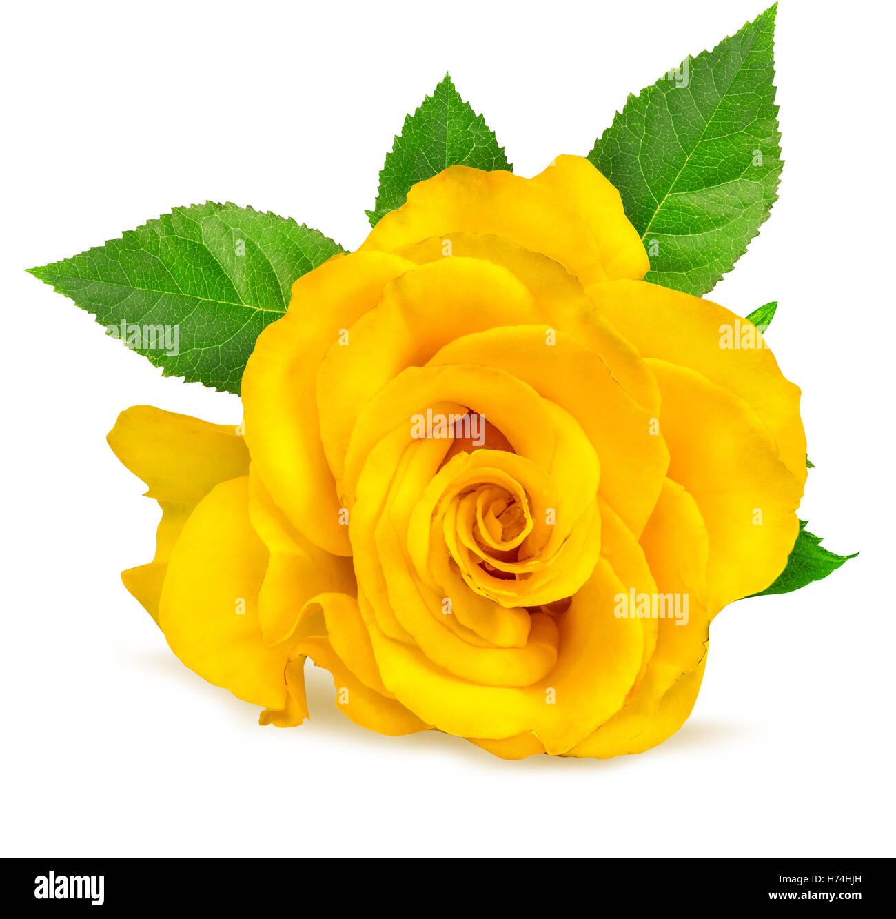 Gelbe rose Single isoliert auf weiss Stockfoto