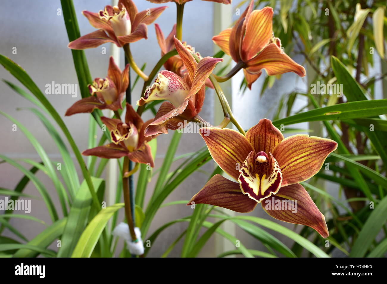 Exotische braune Orchidee blüht. Stockfoto