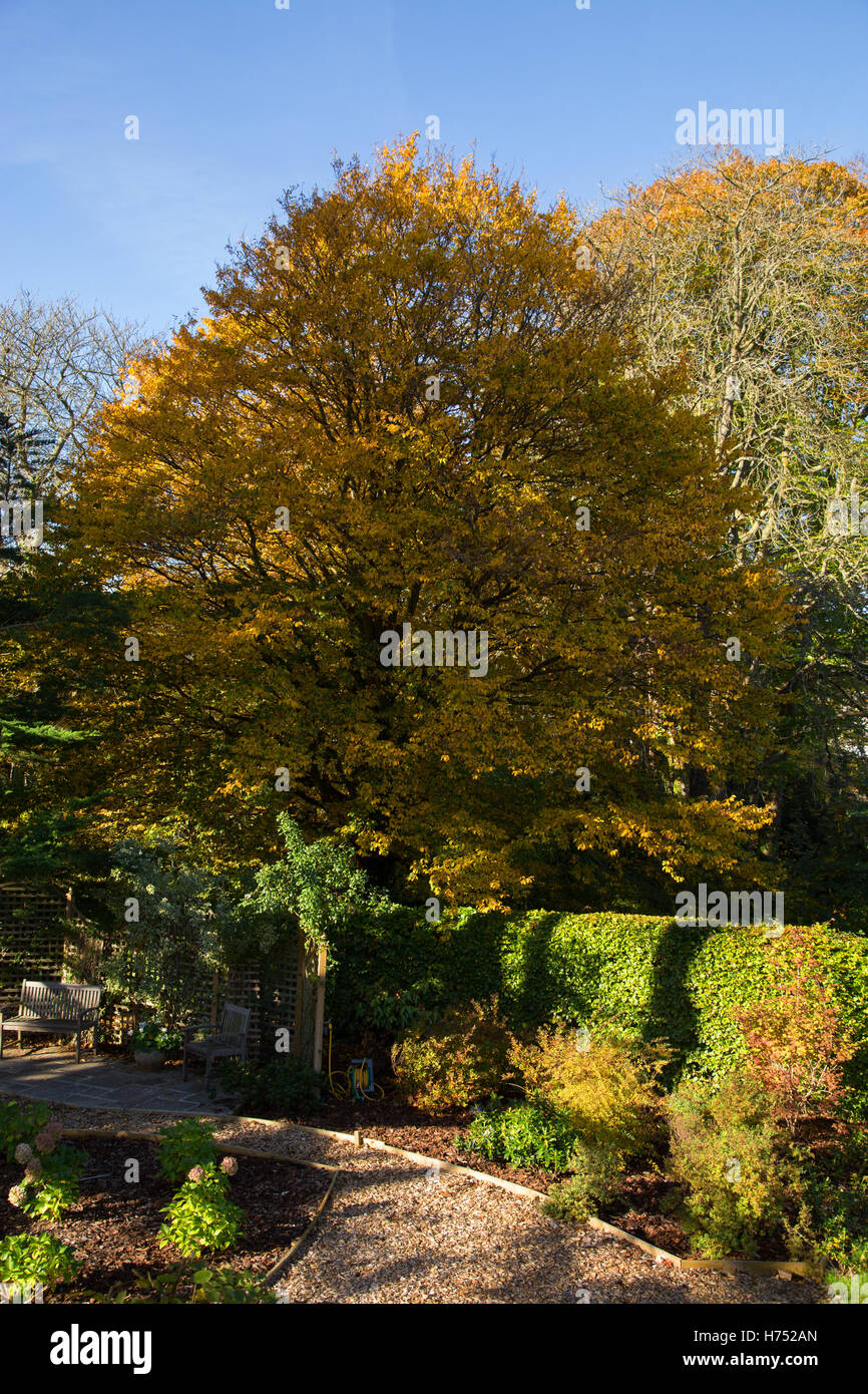 Hainbuche Baum in voller herbstlichen Farbe in einem Devon Garten. Hainbuchen sind Harthölzer, Carpinus in der Birke Familie Betulaceae Stockfoto