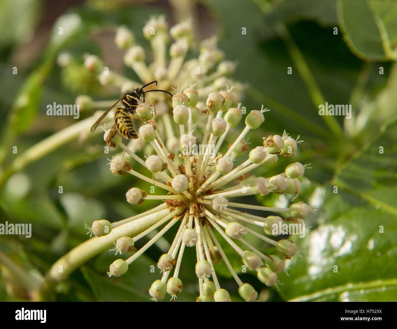 Eine Wespe auf einer Fatsia Japonica Blume - ein immergrüner Strauch in der Familie der Araliaceae, auch bekannt als der Papierfabrik, Fig Endivie palm Stockfoto
