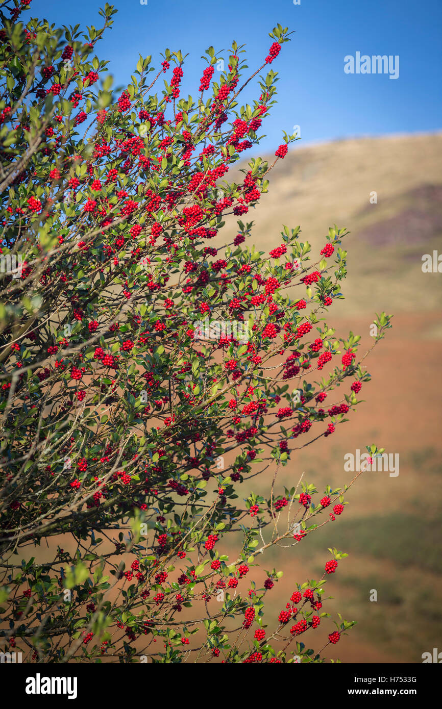 Im Herbst, eine alte Anlage weiblichen Stechpalme (Ilex Aquifolium), sind die Zweige mit Obst und fehlende Dornen auf den Blättern bedeckt. Stockfoto