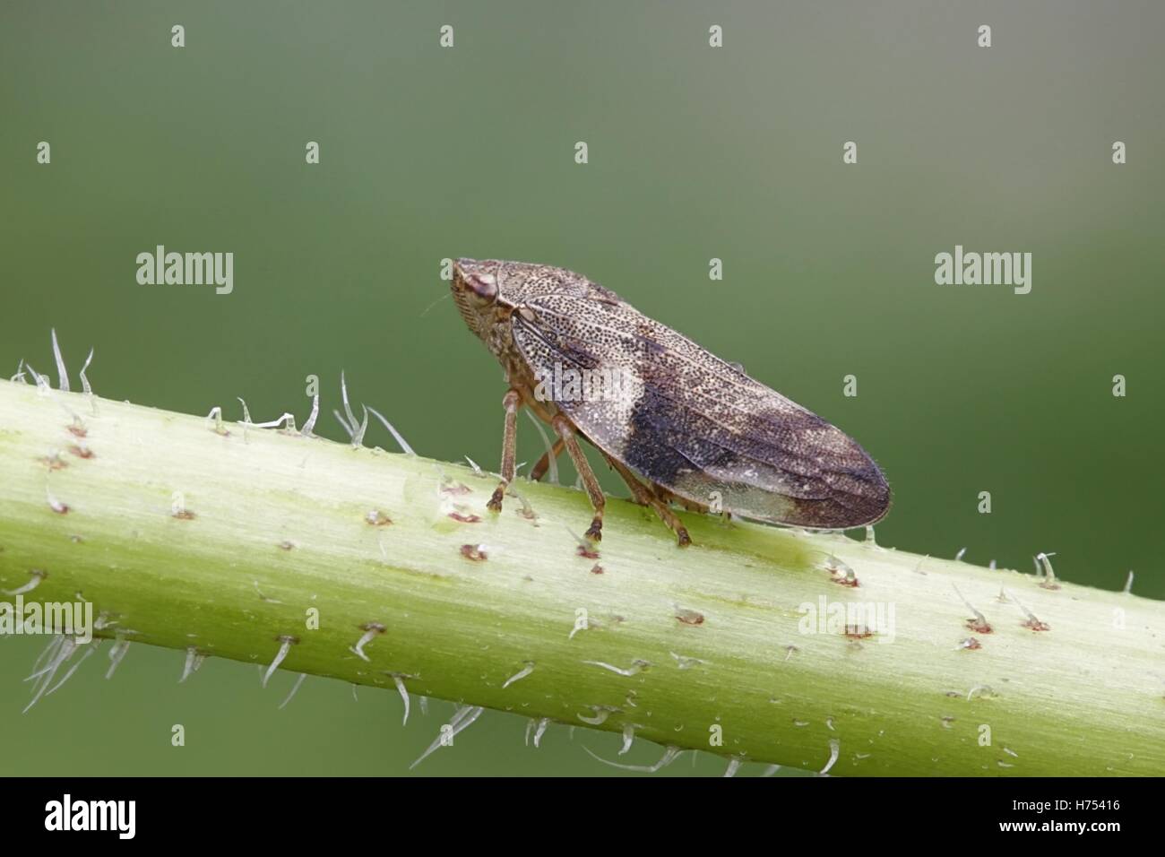 Europäische Erle Spittle Bug oder Blutzikade, Aphrophora alni Stockfoto