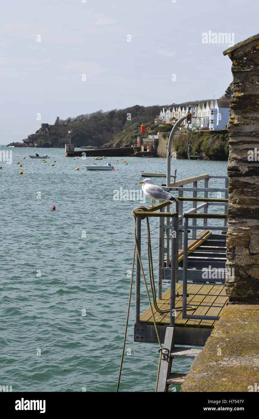 Blick der Möwe in Fowey Hafen, Cornwall, Süd-West-England, UK Stockfoto