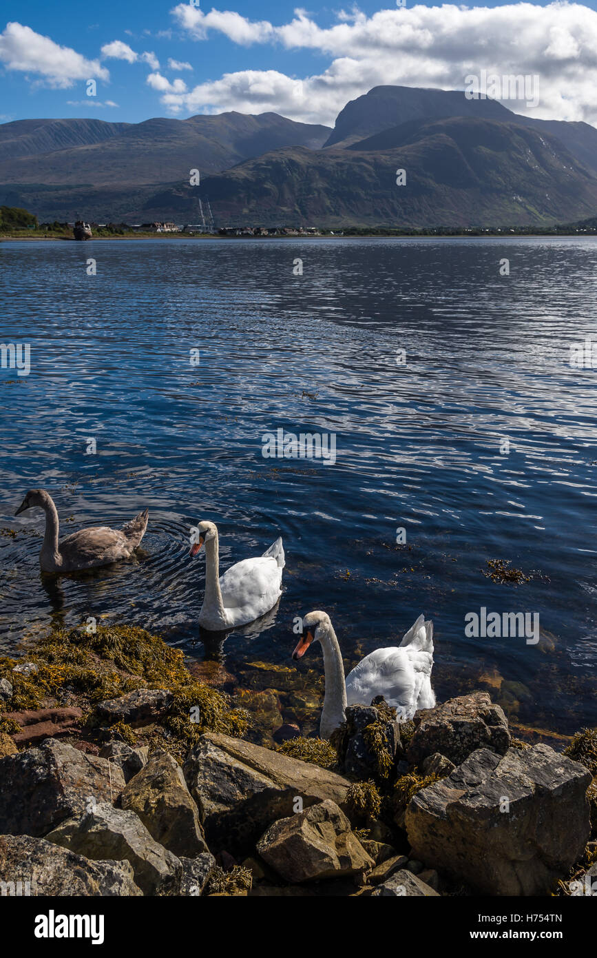 Familie von Schwänen und den mächtigen Ben Nevis Stockfoto