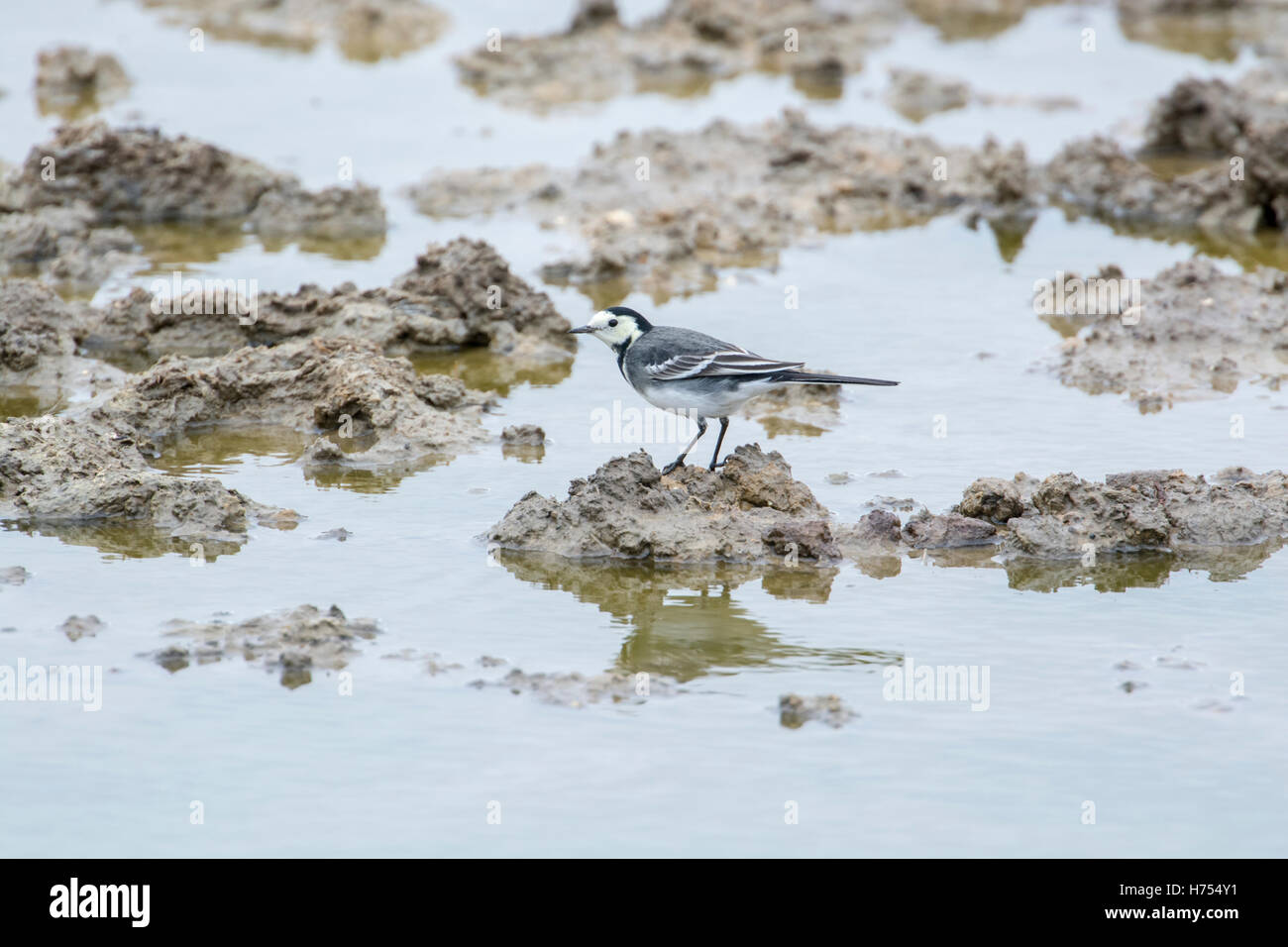 Weiße Bachstelze (Motacilla Alba) Jagd auf Insekten überschwemmten Gebiet. Stockfoto