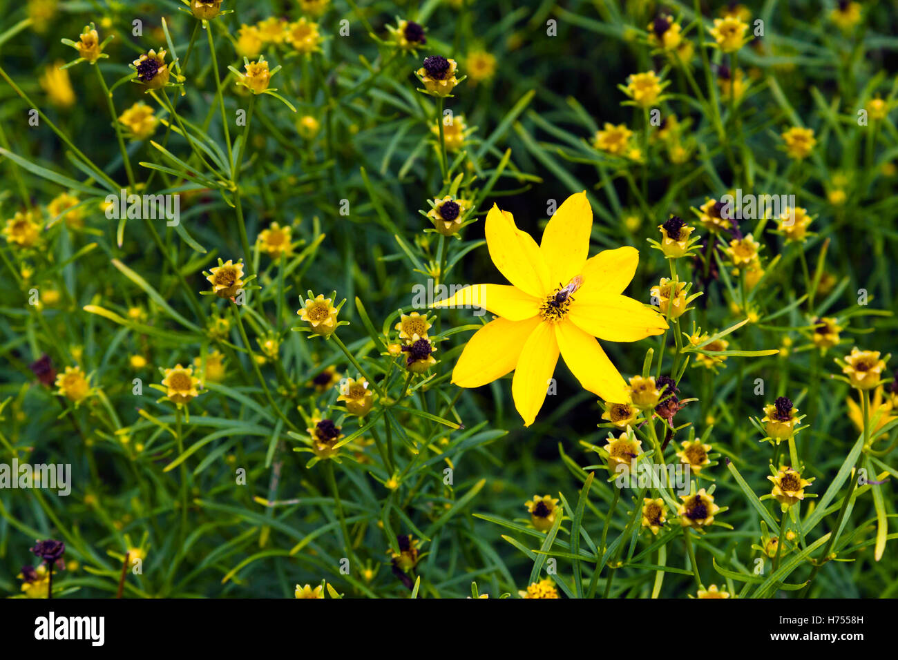 Coreopsis verticillata Stockfoto