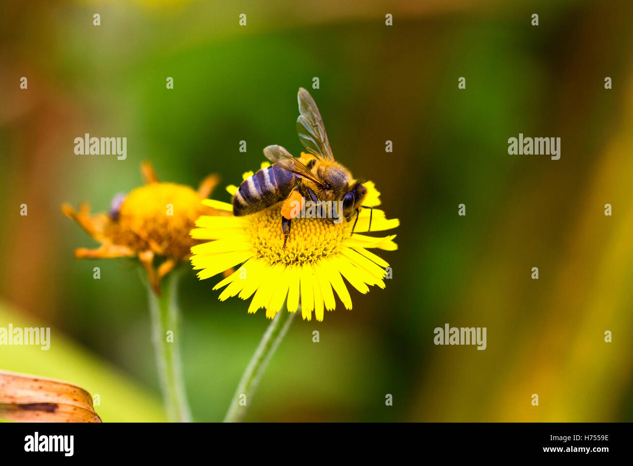 Honigbiene mit Pollen voller corbicula Stockfoto