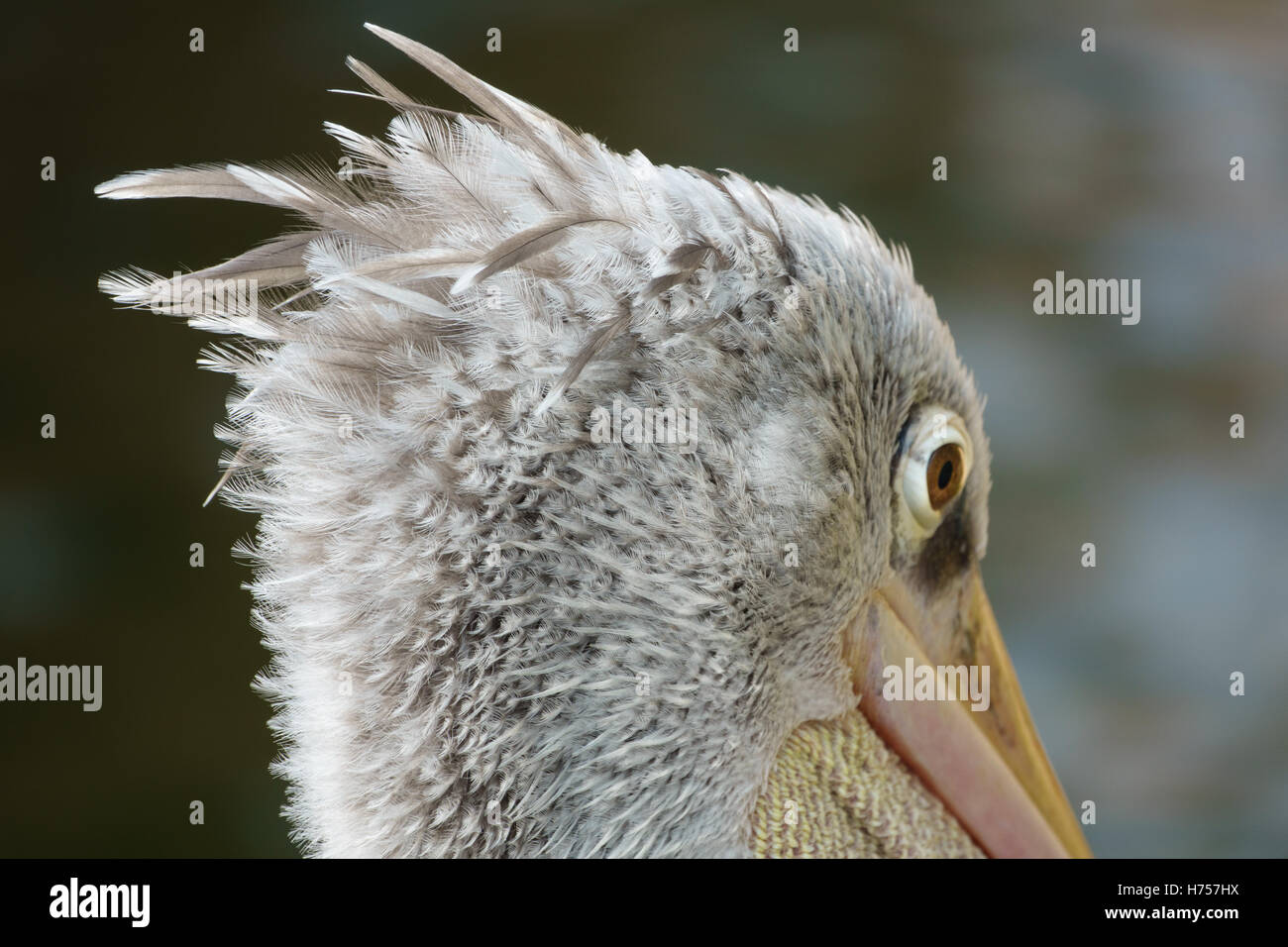 Nahaufnahme von Pelikan Kopf, Rückansicht, Schwerpunkt an der Spitze Stockfoto